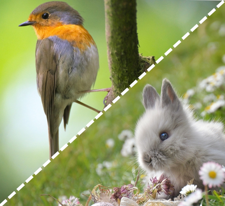 Health Check Up (Bird/Rabbit)